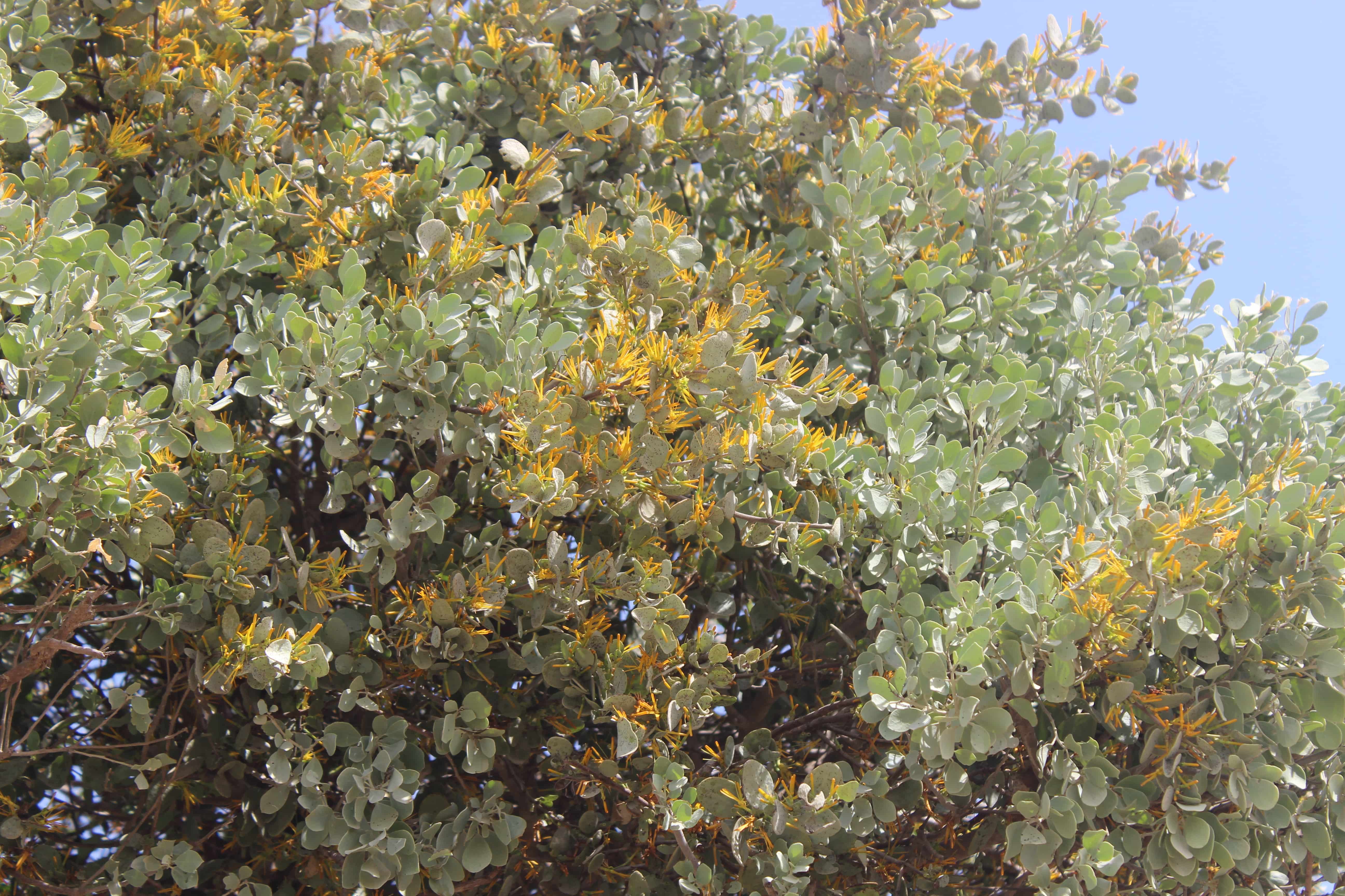 Plant Image